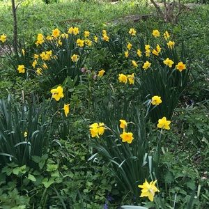 Meet your Posher, Mazie